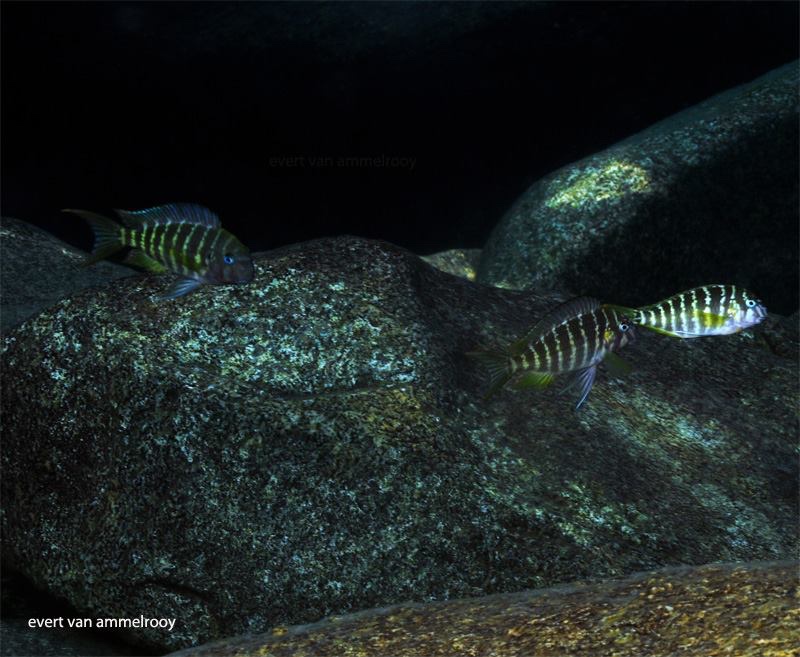 Tropheus polli 'Mahale Mountains NP'